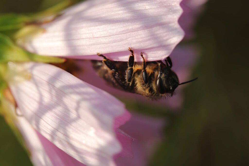 We houden van natuur in de tuin, zoals dit bijtje
