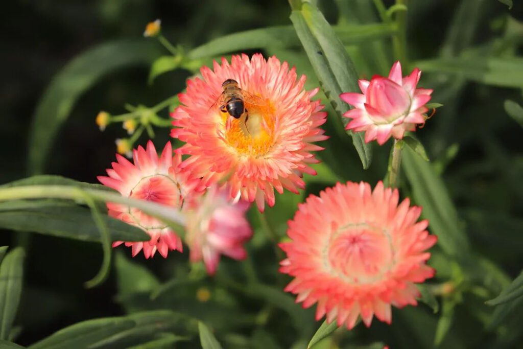 Een bijtje op de Helichrysum