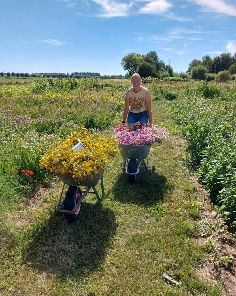 Van zaadje tot dit, mooie bloemen die gedroogd kunnen worden.