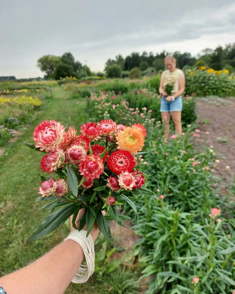 In deze plukworkshop leer je om de bloemen te plukken die je kunt drogen.