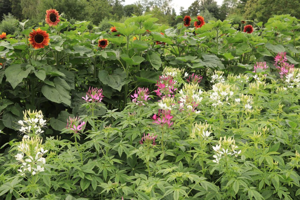 Plukken; keus genoeg in de pluktuin, waaronder deze zonnebloemen en kattensnorren.