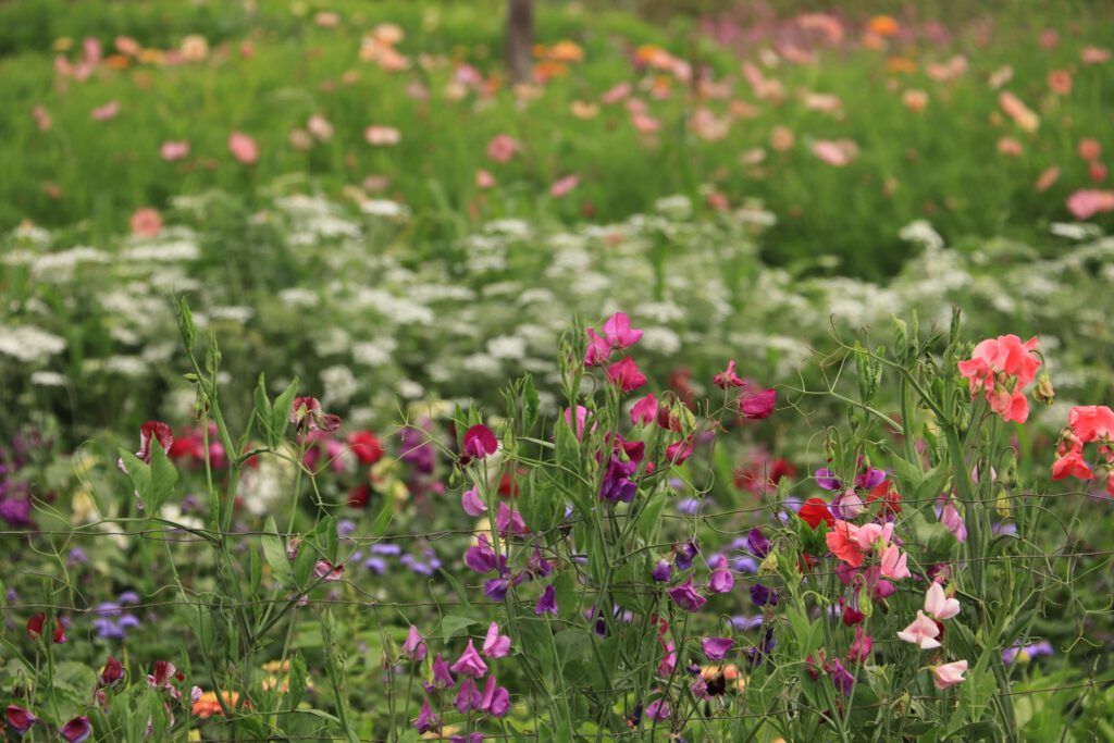Bloemenveld contact.