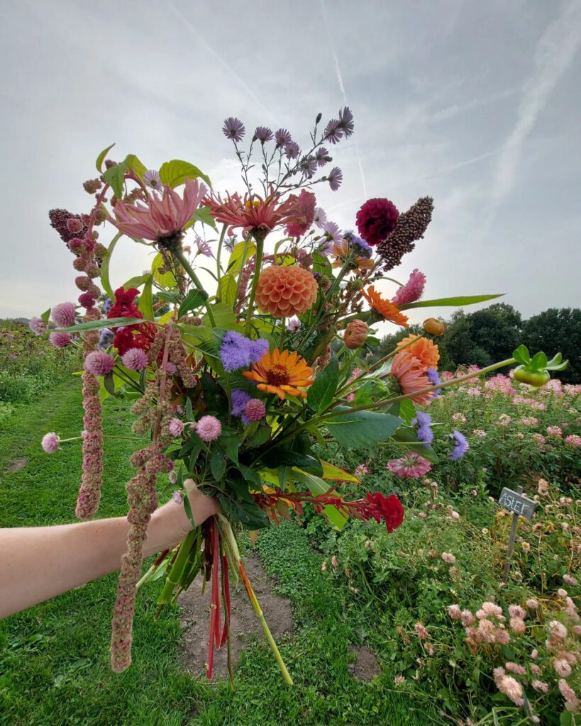 Zomer plukworkshop