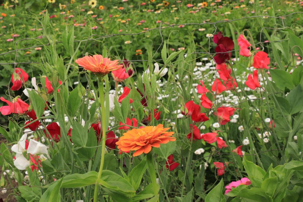 Contact tussen de Zinnia en Lathyrus