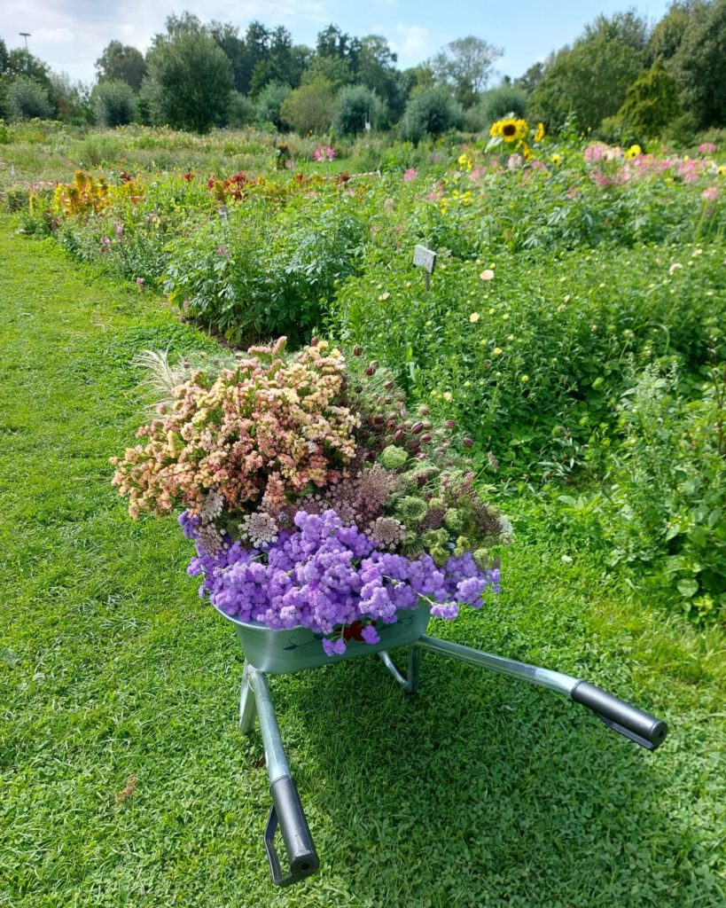Kruiwagen vol met droogbloemen